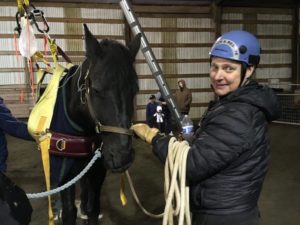 Lars East, a Friesian with Arthritic Hips