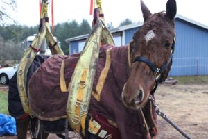 Anakin, a Horse with a Past Gets a Lift