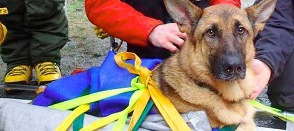 A German Shepherd is strapped into a litter and looks alertly at the camera during a practice session.