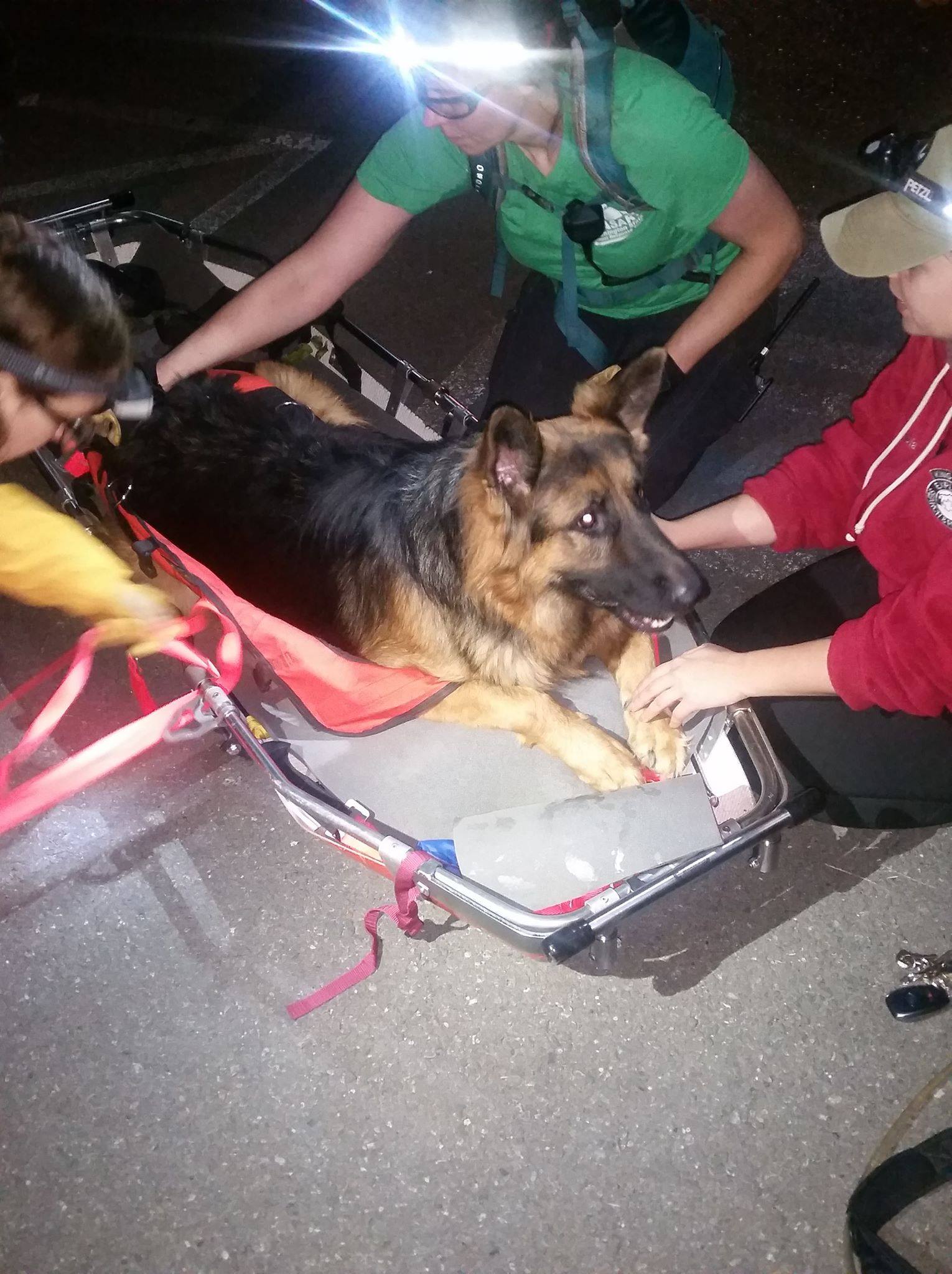 german shepherd trail dog