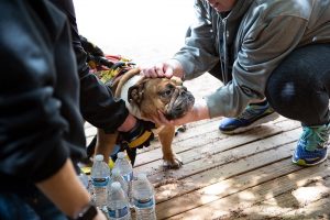 Flint the dog is back with his owner. He's receiving love and attention.