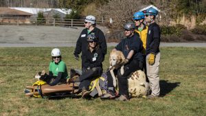 Six WASART volunteers and two dogs on top of our horse 'manikin' Joey, being pulled on a rescue-glide during training.