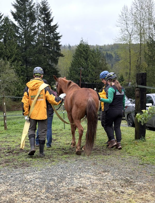 Zuri being led away surrounded by several WASART volunteers.