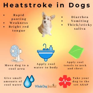 Heatstroke in Dogs Infographic