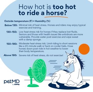 How hot is too hot to ride a horse? Infographic