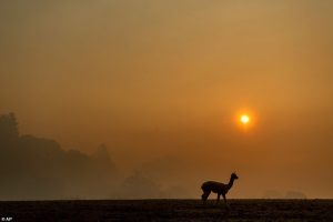 Alpaca in smoky sunset