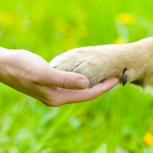 Dog paw in hand