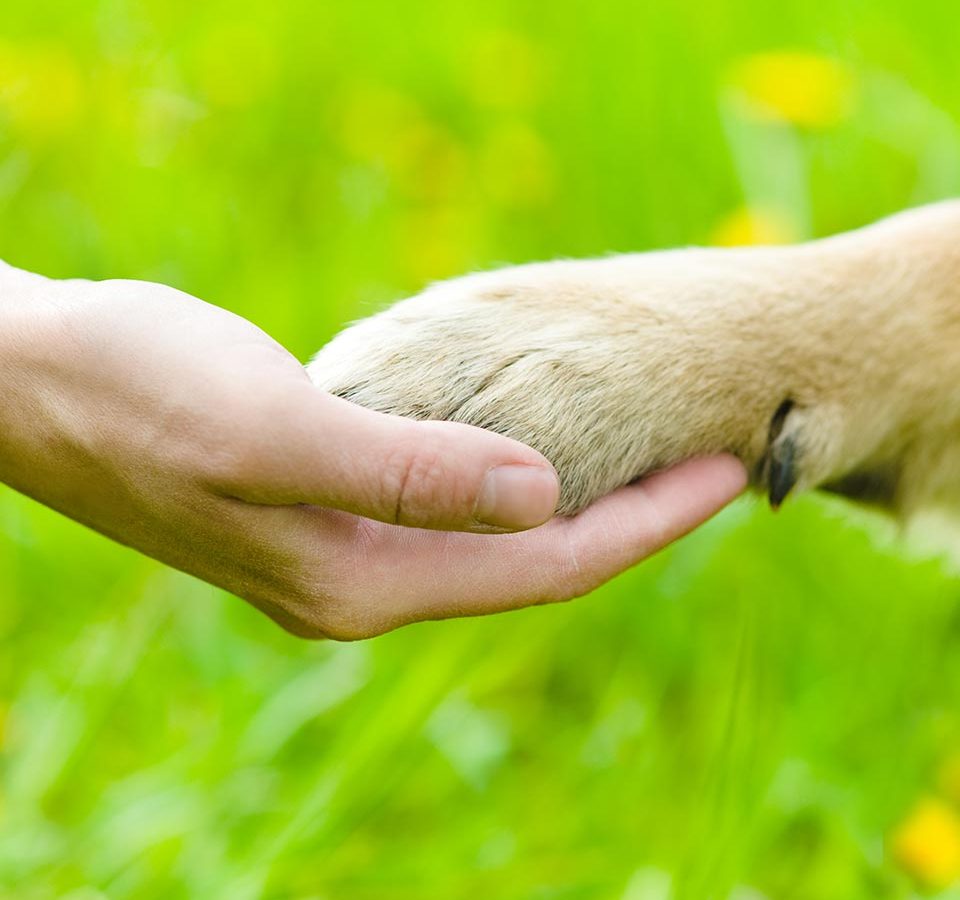 Dog paw in hand