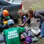 The team unstraps Chloe.