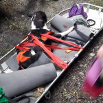 Chloe is strapped in and ready to get out of the straps and to the vet.