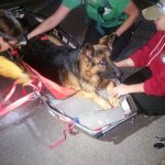Wiley, strapped into the litter, is ready to go down the trail. german shepherd laying unstrapped in a rescue litter