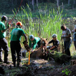 A horse stuck in the mud is rescued by the technical animal rescue team.