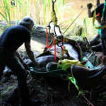 A horse stuck in the mud is rescued by the technical animal rescue team.