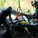 A horse stuck in the mud is rescued by the technical animal rescue team.