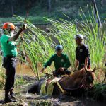 A horse stuck in the mud is rescued by the technical animal rescue team.