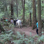 A horse stuck in the mud is rescued by the technical animal rescue team.