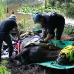 A horse stuck in the mud is rescued by the technical animal rescue team.