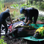 A horse stuck in the mud is rescued by the technical animal rescue team.