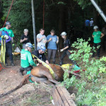 A horse stuck in the mud is rescued by the technical animal rescue team.