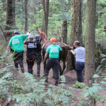 A horse stuck in the mud is rescued by the technical animal rescue team.
