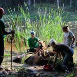 A horse stuck in the mud is rescued by the technical animal rescue team.