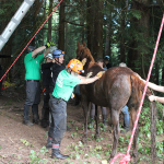 A horse stuck in the mud is rescued by the technical animal rescue team.