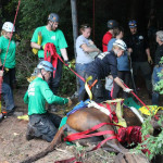 A horse stuck in the mud is rescued by the technical animal rescue team.