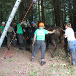 A horse stuck in the mud is rescued by the technical animal rescue team.