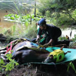A horse stuck in the mud is rescued by the technical animal rescue team.