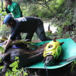 A horse stuck in the mud is rescued by the technical animal rescue team.