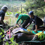 A horse stuck in the mud is rescued by the technical animal rescue team.