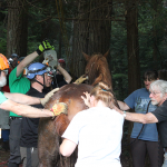 A horse stuck in the mud is rescued by the technical animal rescue team.