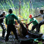 A horse stuck in the mud is rescued by the technical animal rescue team.