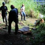 A horse stuck in the mud is rescued by the technical animal rescue team.