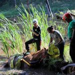 A horse stuck in the mud is rescued by the technical animal rescue team.