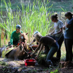 A horse stuck in the mud is rescued by the technical animal rescue team.