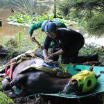 A horse stuck in the mud is rescued by the technical animal rescue team.