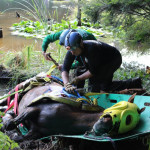 A horse stuck in the mud is rescued by the technical animal rescue team.