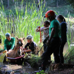 A horse stuck in the mud is rescued by the technical animal rescue team.