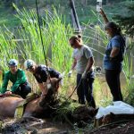 A horse stuck in the mud is rescued by the technical animal rescue team.