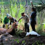 A horse stuck in the mud is rescued by the technical animal rescue team.