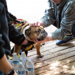 Flint the dog is back with his owner. He's receiving love and attention.
