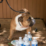 Flint, the bulldog, stands in front of a bowl of water, pausing from drinking to look around.