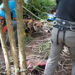 Flint the dog is up the cliff and on solid ground with rescuers around him.