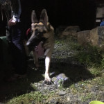 German Shepherd Mason waits patiently for owner to finish filling out paperwork.