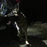 German Shepherd Mason waits patiently for owner to finish filling out paperwork.