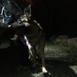 German Shepherd Mason waits patiently for owner to finish filling out paperwork.