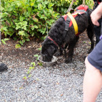 A rescued dog drinks water.