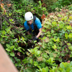 A rescuer reaches the top with Leo the dog in tow.