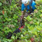 A rescuer reaches the top with Leo the dog in tow.